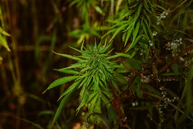 Unlock Relief: High Gravity THC Prerolls – Limited Stock, Big Savings!