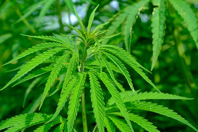 Hemp Flower, Hemp