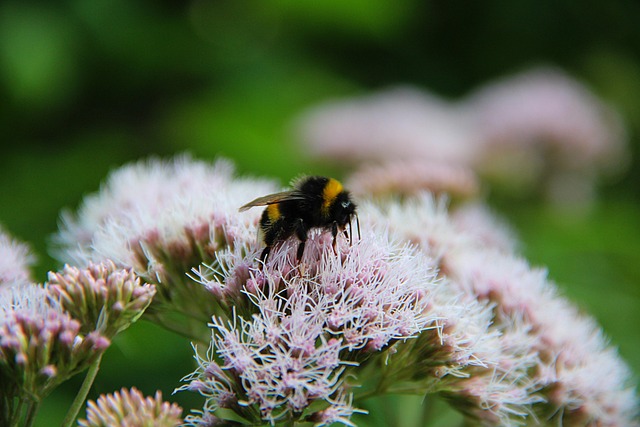 Hemp Flower