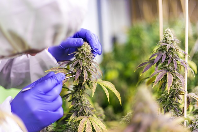 Hemp Flower