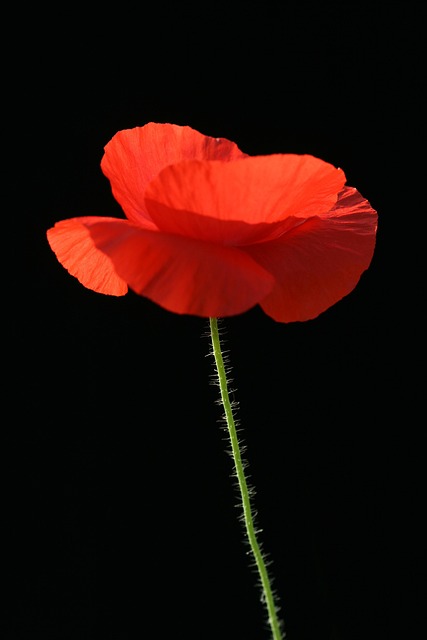 Hemp Flower