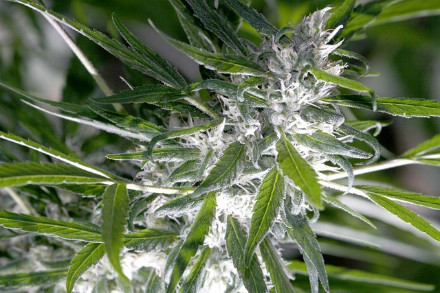 Hemp Flower