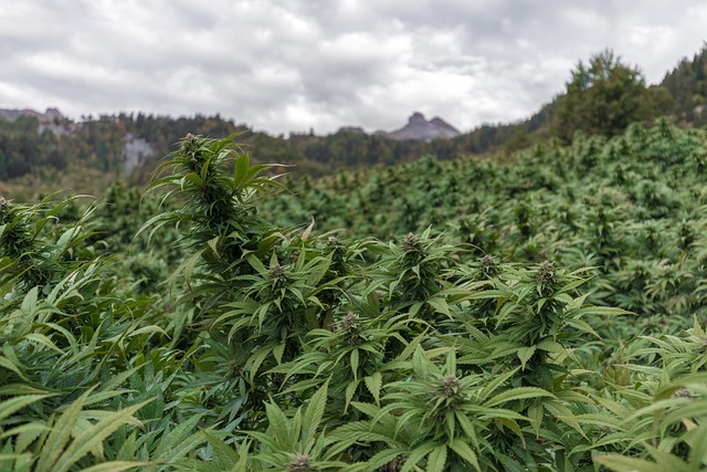 Hemp Flower