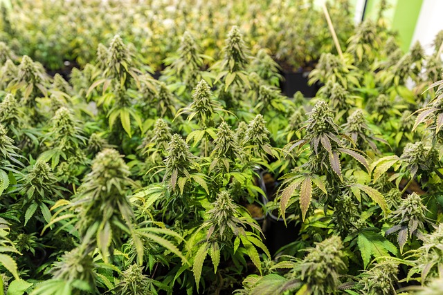 Hemp Flower