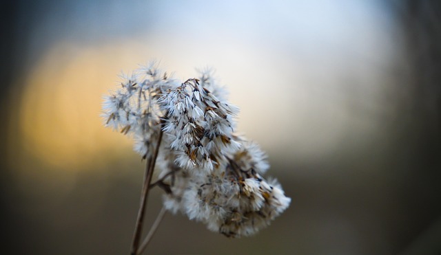 Hemp Flower