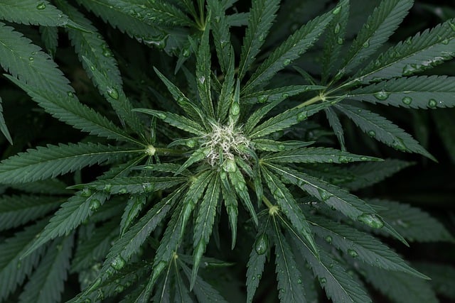 Hemp Flower
