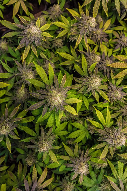 Hemp flower hemp 640x480 10156763.jpeg