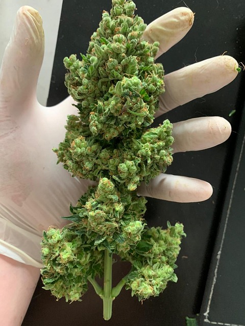 Hemp Flower, Hemp