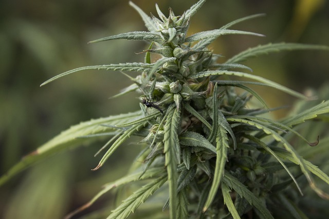 Hemp Flower, Hemp