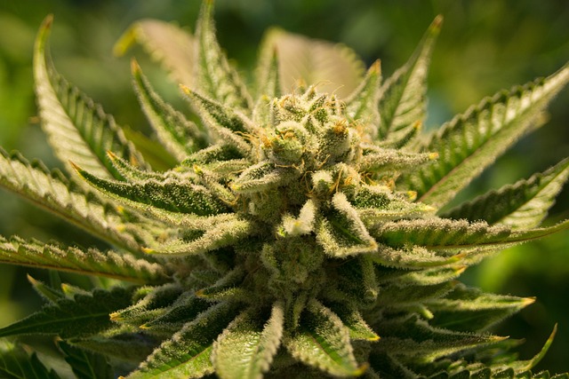 Relieve Heartburn Naturally: Save with THC Gummy Hemp Oil Blends