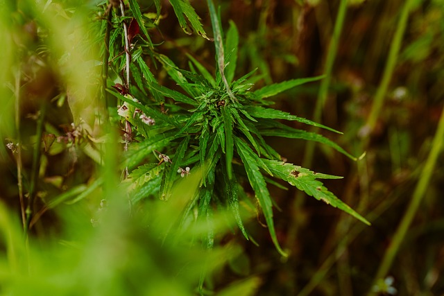 Relieve Your Pet’s Stress: Discover THCA, Hash Rosin vs Live Rosin
