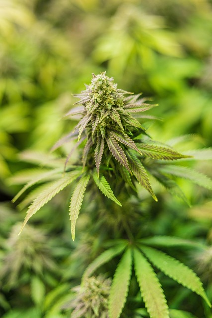 Experience Casper’s Top-Quality Hemp Fiber Prerolls at Unmatched Discounts!