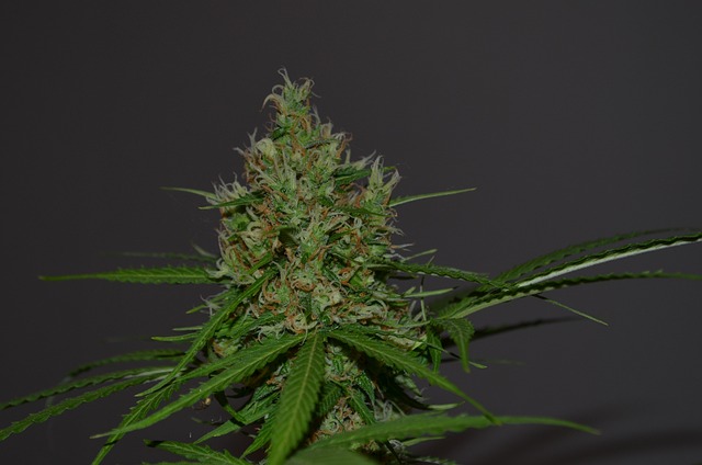 Experience Pain Relief & Save – THCA Topical Cream with Hash Rosin