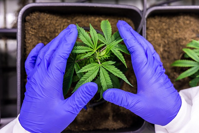 Experience the Future: High-Quality Hash Rosin THC Within Reach
