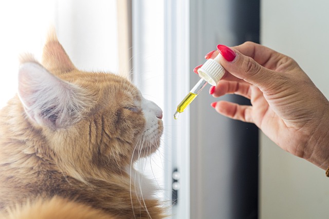 Experience Calm & Relaxation: Stress, Pain, & Anxiety Relief with Our CBD Tincture Drops – Try a Free Sample Today!