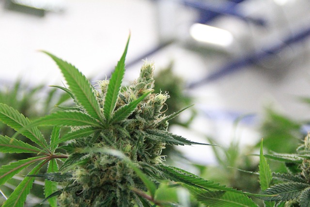 Experience the Ultimate High: Top Delta 8 Edibles at Unbeatable Hash Rosin Prices!