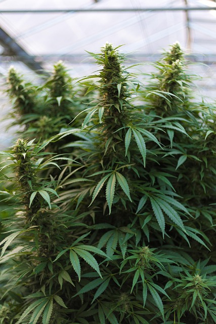 Hemp flower hemp 640x480 23607326.jpeg