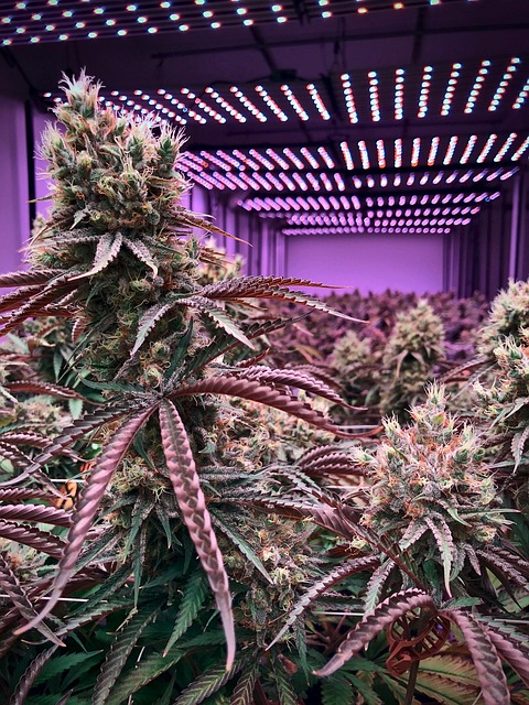 Hemp flower hemp 640x480 24262833.jpeg