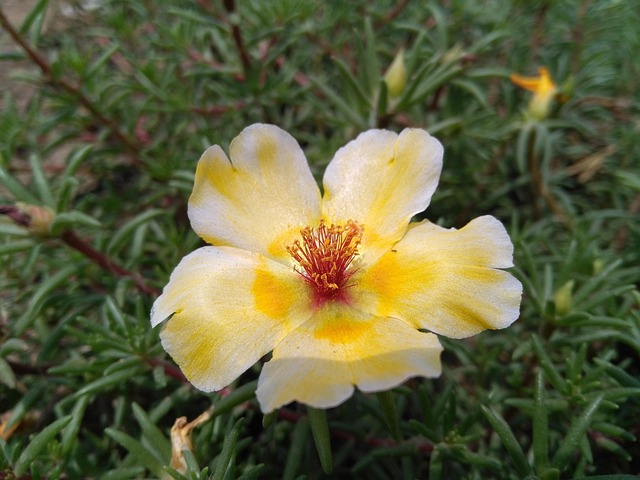 Hemp flower hemp 640x480 24322391.jpeg