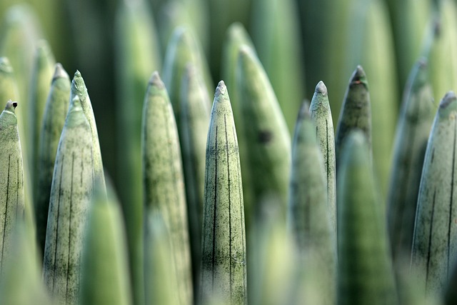 Hemp Flower, Hemp