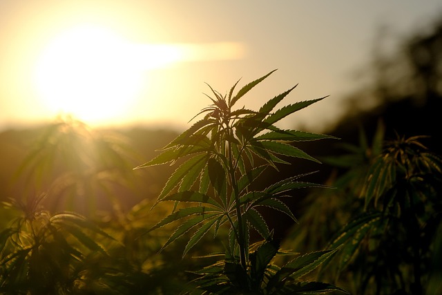 Hemp flower hemp 640x480 29025459.jpeg