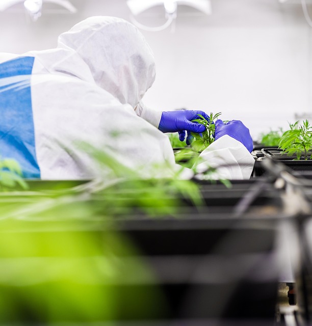 San Antonio’s Top Pick: Bulk Hemp Seeds for Budget-Friendly THC Gummies – Free Shipping!