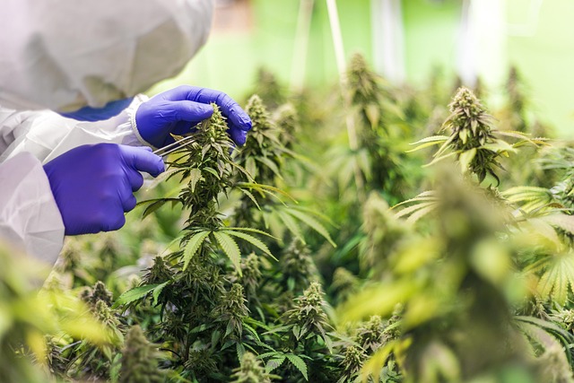 Legal THCA Pre Rolls: Save Big, Enjoy High-Quality – Shop Now!