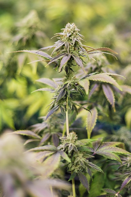 Hemp flower hemp 640x480 30533866.jpeg