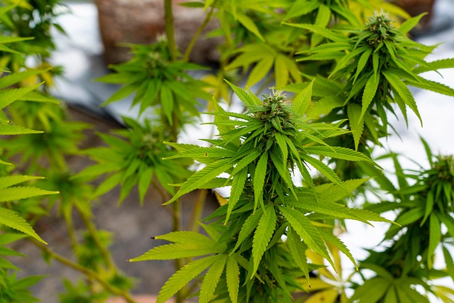 Hemp Flower, Hemp