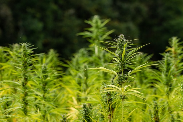 Hemp flower hemp 640x480 31956241.jpeg