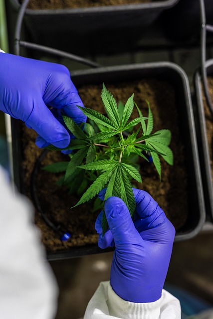 Dazed THC Lotion: Unwind, Relieve Stress – Pre Rolls Now!