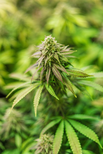 Hemp flower hemp 640x480 36681828.jpeg