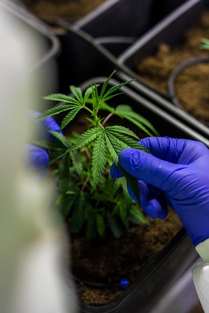 Unlock Savings: THCA for Vet Care – Beyond Rosin & Dabs