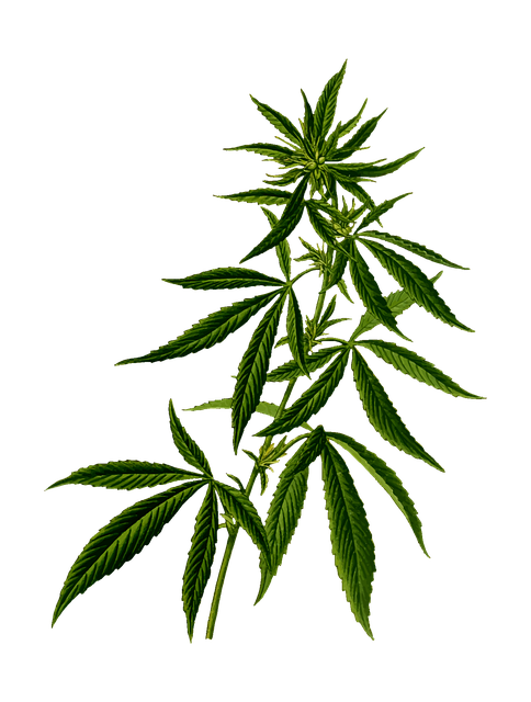 Hemp Flower, Hemp