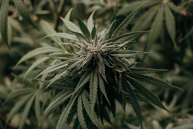 Get Your Hands on Premium THCA Oil: Stoned Prerolls, Fast & Free!