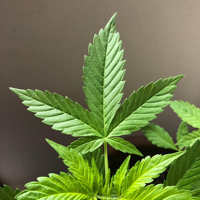 Hemp flower hemp 640x480 44209375.jpeg
