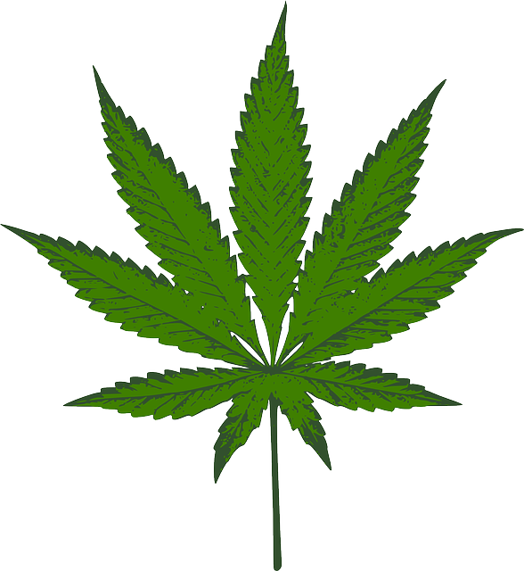 Hemp Flower, Hemp