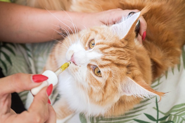 Revolutionize Your Dog’s Anxiety Relief with Safe, Chemical-Free CBD+Delta 8 Hybrids