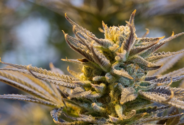Hemp Flower, Hemp