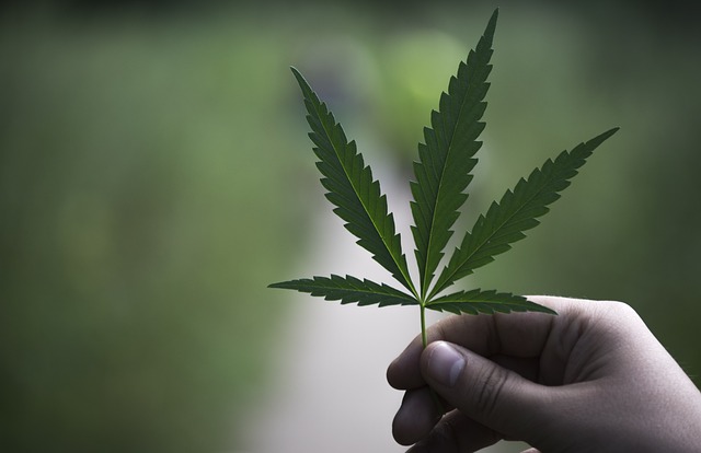 Hemp Flower, Hemp
