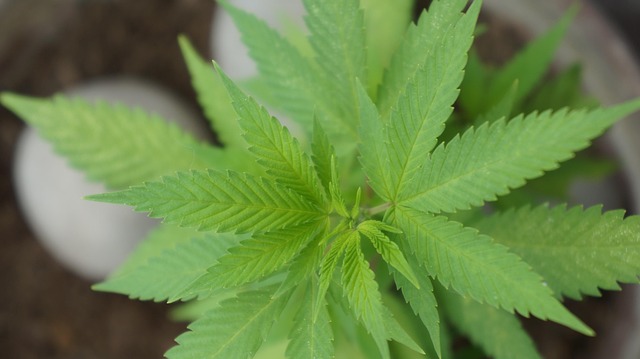Hemp Flower, Hemp