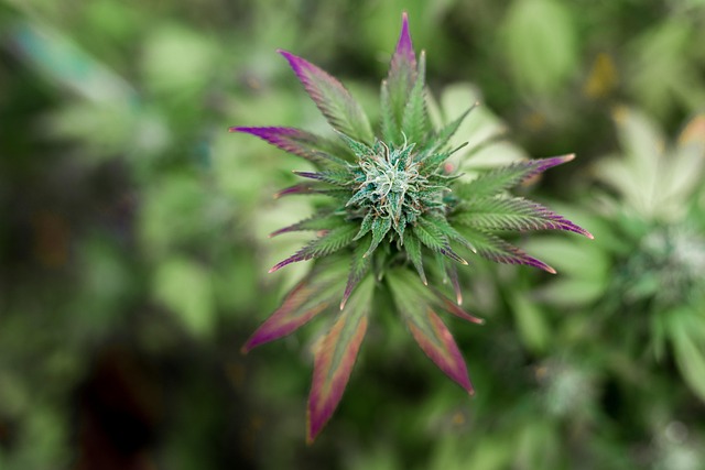 Hemp flower hemp 640x480 49829703.jpeg