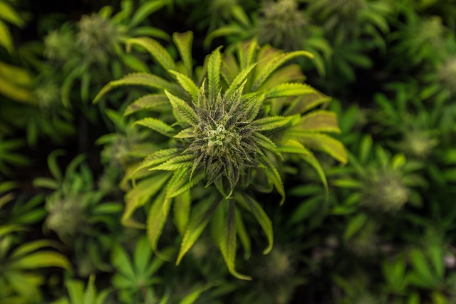 Hemp flower hemp 640x480 53278036.jpeg
