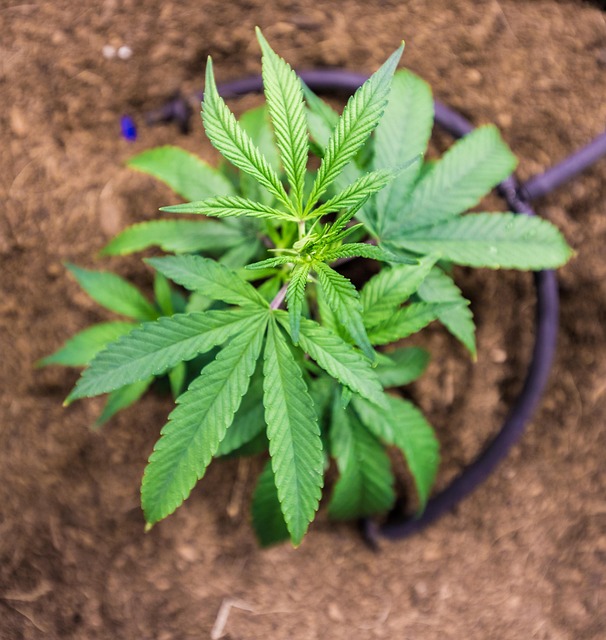 Hemp flower hemp 640x480 53360217.jpeg