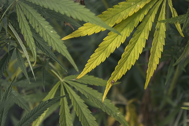 Hemp Flower, Hemp