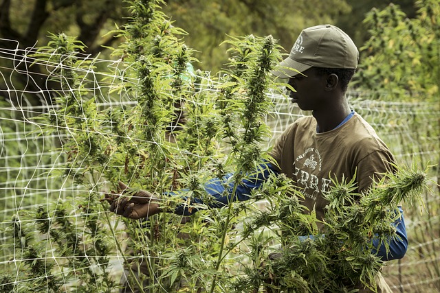 Hemp Flower, Hemp