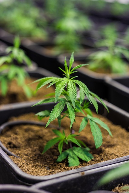 Experience Instant Pain Relief: Fast-Acting Hemp Oil, No Wait!