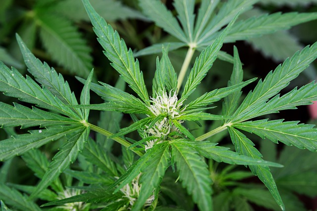 Unleash Your Energy & Focus: Hemp Isolate Outperforms CBD Oil