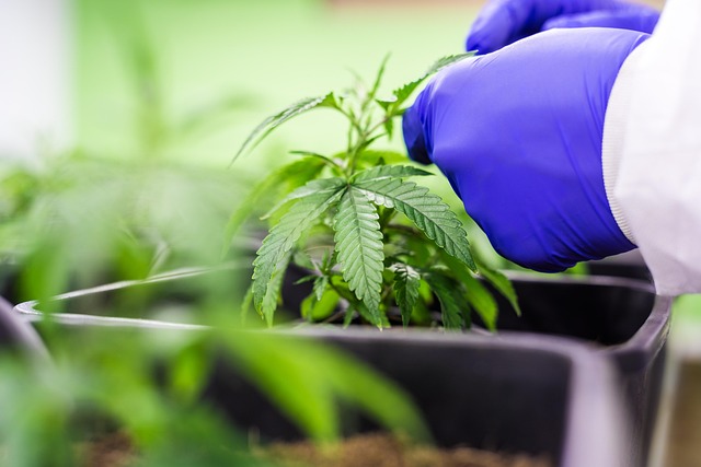 Unlock Calm & Save: Top-Rated Decarboxylated Hemp Extract Capsules with Free Shipping