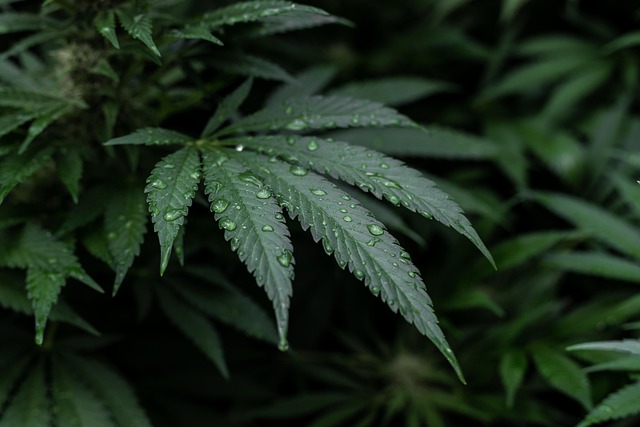 Experience Pure Relaxation with Natural THCA Capsules – Save Now!